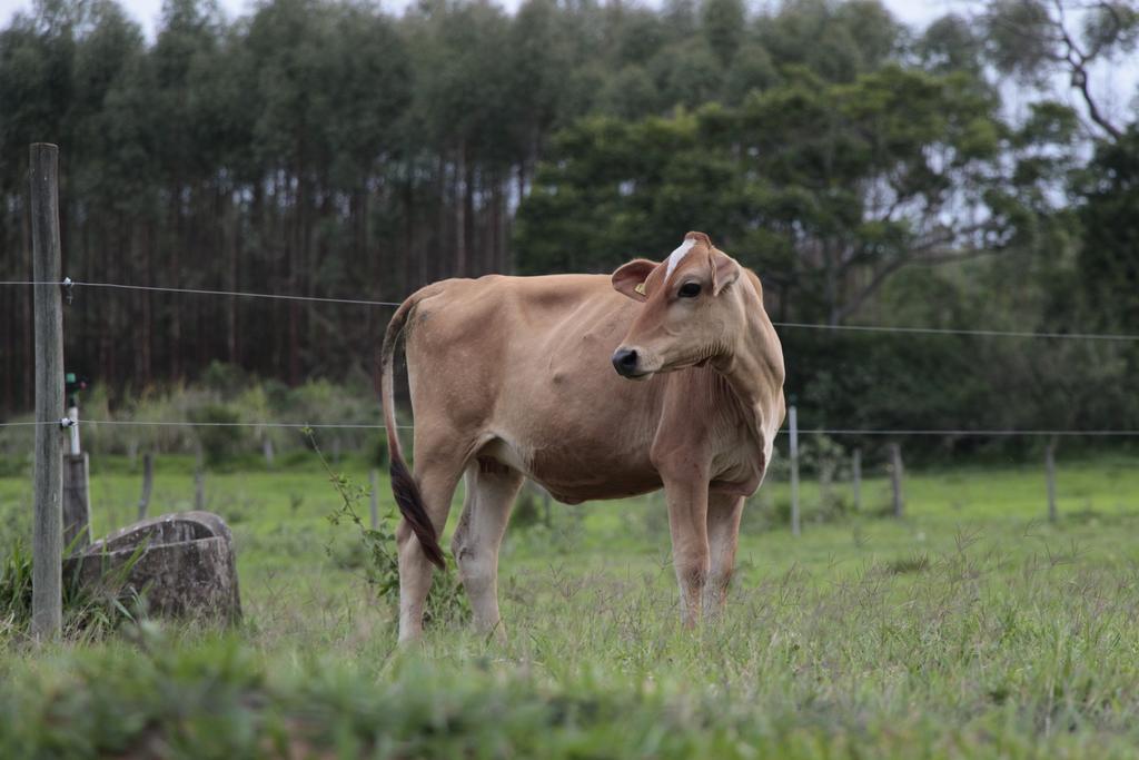 Hospedagem Fazenda Nova America 布罗塔斯 外观 照片